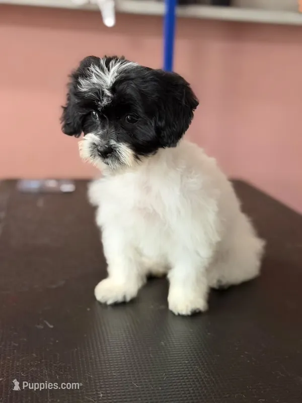 Channel  – Shihpoo puppy for sale in Blue Island, IL