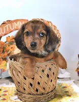 Mitch , a male Miniature Dachshund for sale in Blue Island, IL – 4 of 4