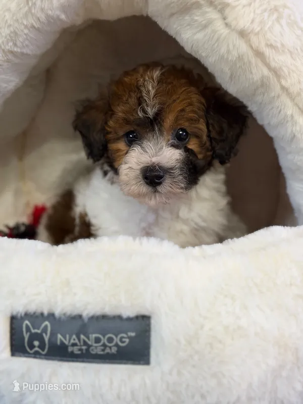Penny  – Poodle - Miniature  puppy for sale in Blue Island, IL