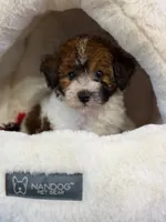Penny , a female Poodle - Miniature  for sale in Blue Island, IL – 1 of 1