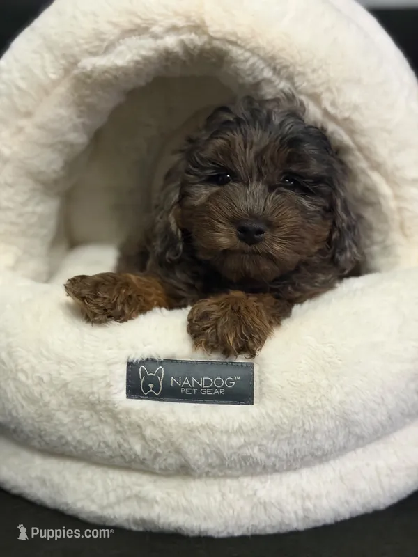 Oliver  – Poodle - Miniature  puppy for sale in Blue Island, IL