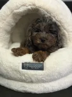 Oliver , a male Poodle - Miniature  for sale in Blue Island, IL – 1 of 1