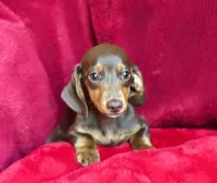 Penelope , a female Miniature Dachshund for sale in Blue Island, IL – 2 of 5