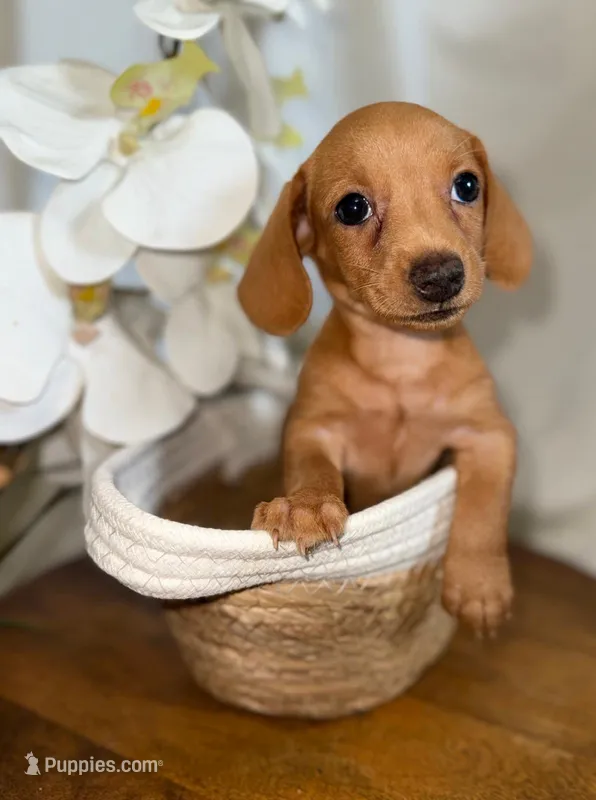 Penelope  – Miniature Dachshund puppy for sale in Blue Island, IL
