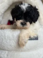 Channel , a male Shihpoo for sale in Blue Island, IL – 2 of 2