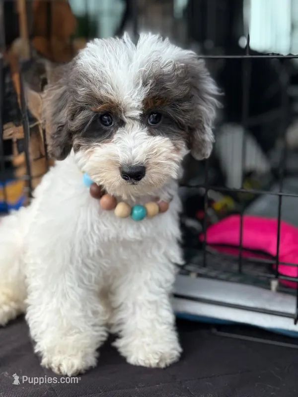 AKC Charlie  – Poodle - Miniature  puppy for sale in Blue Island, IL
