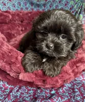 Onyx , a female Shih Tzu for sale in Blue Island, IL – 3 of 3