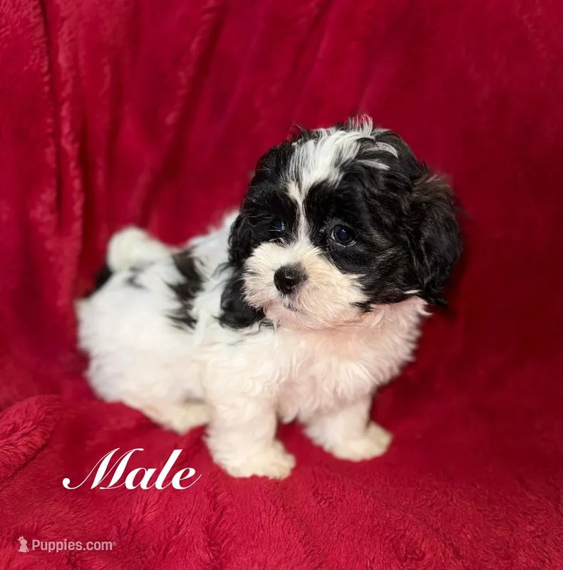 Charlie  – Shihpoo, Poodle - Toy  puppy for sale in Blue Island, IL