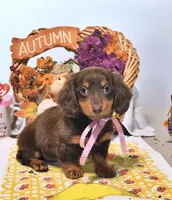 Mae AKC, a female Miniature Dachshund for sale in Blue Island, IL – 2 of 5