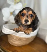 Penelope , a female Miniature Dachshund for sale in Blue Island, IL – 4 of 4