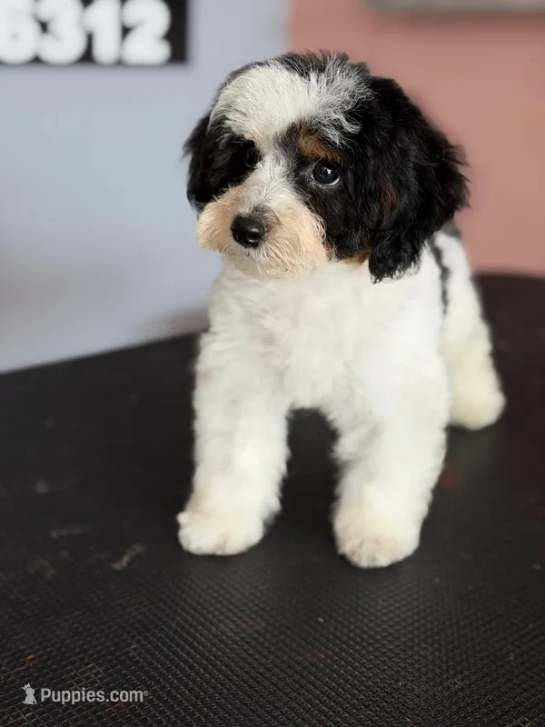 AKC Buddy  – Poodle - Miniature  puppy for sale in Blue Island, IL