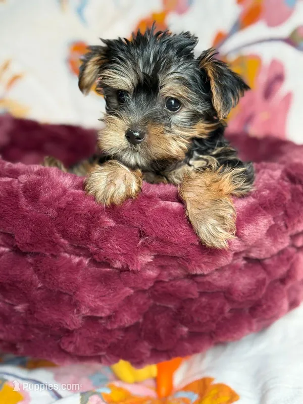 Gizmo (teacup) – Yorkshire Terrier puppy for sale in Blue Island, IL