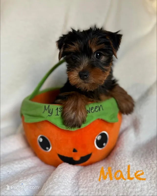 Armani  – Yorkshire Terrier puppy for sale in Blue Island, IL