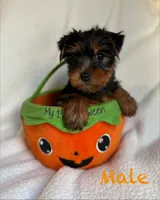 Armani , a male Yorkshire Terrier for sale in Blue Island, IL – 1 of 1