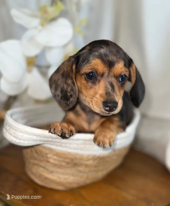 Penelope  – Miniature Dachshund puppy for sale in Blue Island, IL