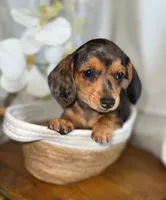 Penelope , a female Miniature Dachshund for sale in Blue Island, IL – 1 of 4