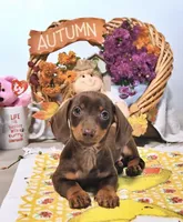 Mason, a male Miniature Dachshund for sale in Blue Island, IL – 1 of 4