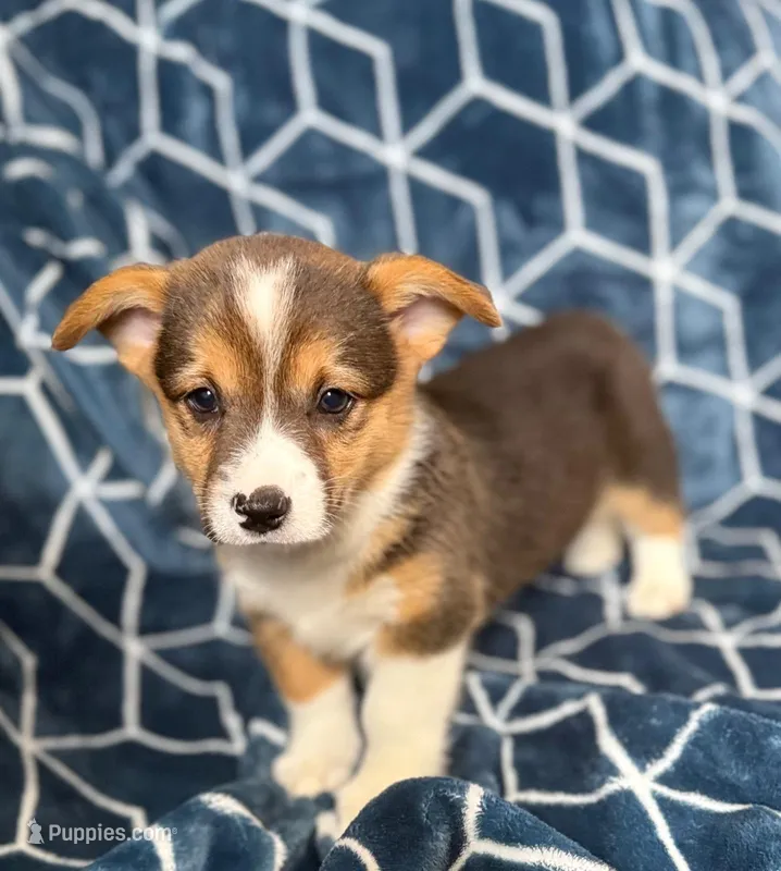 Snoopy  – Pembroke Welsh Corgi puppy for sale in Blue Island, IL