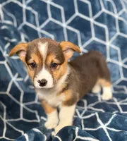 Snoopy , a male Pembroke Welsh Corgi for sale in Blue Island, IL – 1 of 4