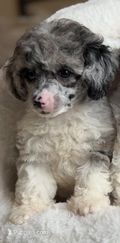 Blue  – Poodle - Toy  puppy for sale in Blue Island, IL