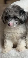 Blue , a male Poodle - Toy  for sale in Blue Island, IL – 1 of 1