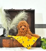 Terry , a male Poodle - Toy  for sale in Blue Island, IL – 2 of 2
