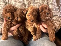 CoopsDoodles, a male Miniature Goldendoodle for sale in Hazelton, ID – Photo 1 of 4