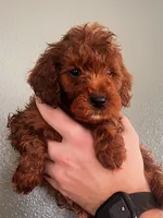 CoopsDoodles, a male Miniature Goldendoodle for sale in Hazelton, ID – Photo 3 of 4
