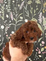 CoopsDoodles, a male Miniature Goldendoodle for sale in Hazelton, ID – Photo 2 of 4
