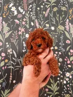 CoopsDoodles, a male Miniature Goldendoodle for sale in Hazelton, ID – Photo 4 of 4