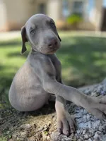 Pablo El Magico, a male Doberman Pinscher for sale in Los Angeles, CA – 3 of 9
