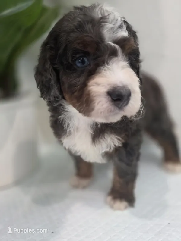 Lucia – Saint Berdoodle puppy for sale in Los Angeles, CA