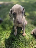 Juicey , a female Doberman Pinscher for sale in Los Angeles, CA – 2 of 7