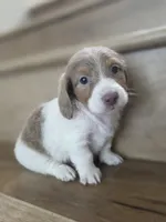 Borat, a  Miniature Dachshund for sale in Los Angeles, CA – 2 of 8