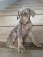 Lorraine , a female Doberman Pinscher for sale in Los Angeles, CA – 3 of 9