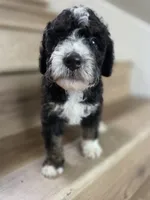 Ditta, a  Saint Berdoodle and Golden Mountain Doodle for sale in Los Angeles, CA – 6 of 10