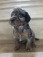 Cherry, a  Saint Berdoodle for sale in Los Angeles, CA – 8 of 8