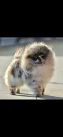 Hamster , a male Pomeranian and Miniature Dachshund for sale in Los Angeles, CA – 5 of 5