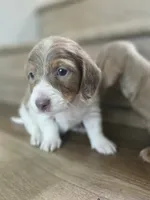 Borat, a  Miniature Dachshund for sale in Los Angeles, CA – 7 of 8