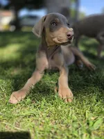 Lorraine , a female Doberman Pinscher for sale in Los Angeles, CA – 5 of 10