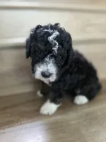 Ditta, a  Saint Berdoodle and Golden Mountain Doodle for sale in Los Angeles, CA – 8 of 10