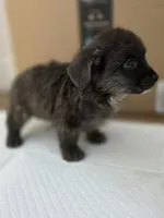 Bear, a male Pomeranian and Miniature Dachshund for sale in Los Angeles, CA – 2 of 7
