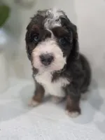 Lucy, a  Saint Berdoodle for sale in Los Angeles, CA – 7 of 9