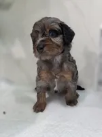 Cherry, a  Saint Berdoodle for sale in Los Angeles, CA – 4 of 8