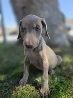 Karma, a female Doberman Pinscher for sale in Los Angeles, CA – 4 of 10