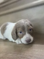 Borat, a  Miniature Dachshund for sale in Los Angeles, CA – 3 of 8