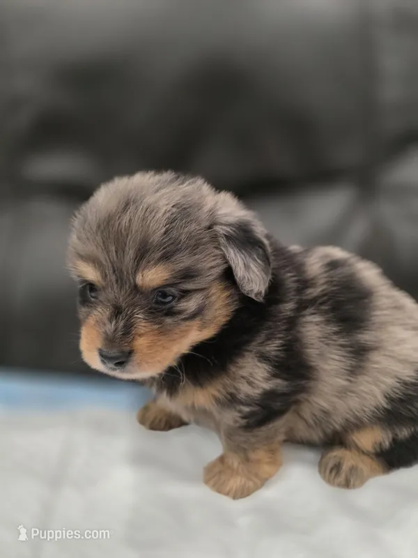 Bougie Jr – Pomeranian, Miniature Dachshund puppy for sale in Los Angeles, CA
