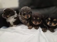 Bougie Jr, a male Pomeranian and Miniature Dachshund for sale in Los Angeles, CA – 4 of 8