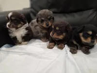 Bougie Jr, a male Pomeranian and Miniature Dachshund for sale in Los Angeles, CA – 8 of 8