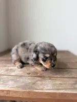 Bougie Jr, a male Pomeranian and Miniature Dachshund for sale in Los Angeles, CA – 6 of 8